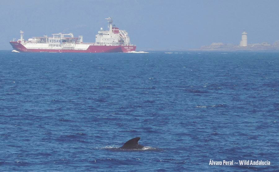 Pilot whale seen at Turmares