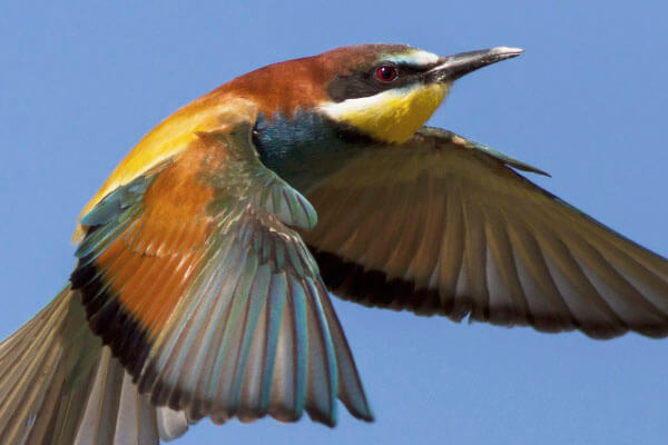 Costa del Sol Birding Tour