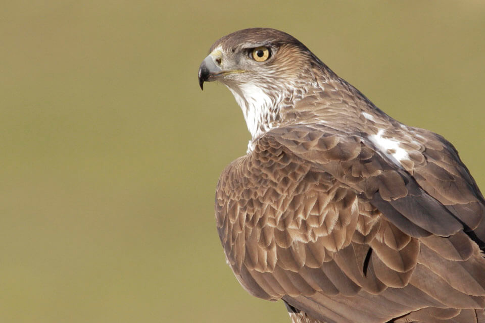 Birds of prey in Southern Spain - WILD ANDALUCIA BIRDING TOURS