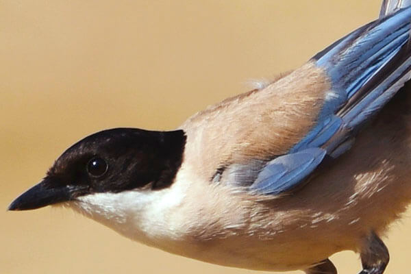 bird watching in donana national park