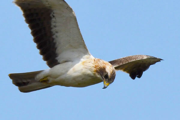 Birds of prey in Southern Spain - WILD ANDALUCIA BIRDING TOURS