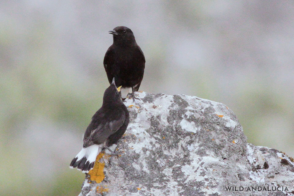 Black wheatear photography hide