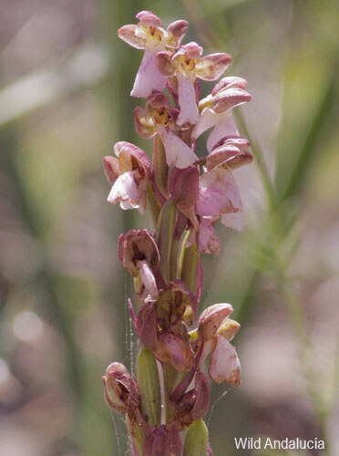 orchis cazorlensis in malaga