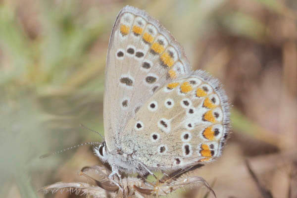 southern blue butterfly