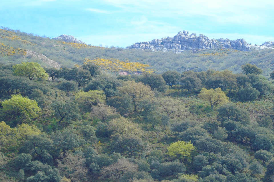 Tour ideas 2021 - ANDALUCIA BIRDING TOURS