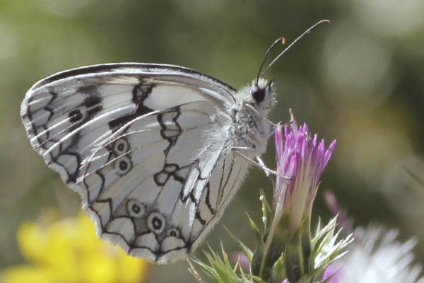 Butterflies of the Sierra de las Nieves