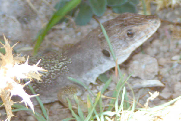Sierra Nevada Lizard