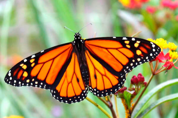 The Monarch are established and on the wing year round at the coast