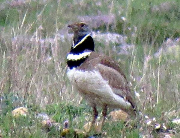 Little Bustard