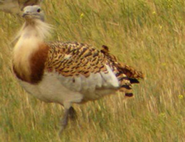 Great Bustard in Andalucia