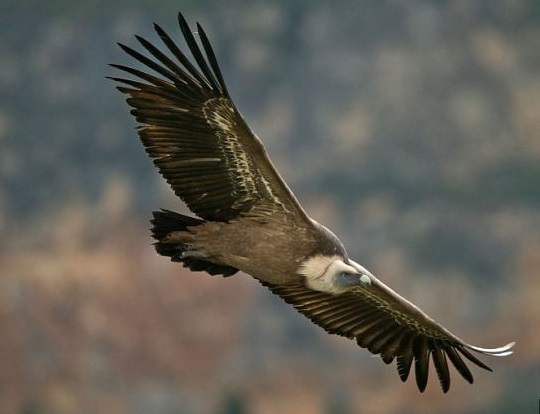 Griffon Vulture in southern Spain - WILD ANDALUCIA BIRDING TOURS