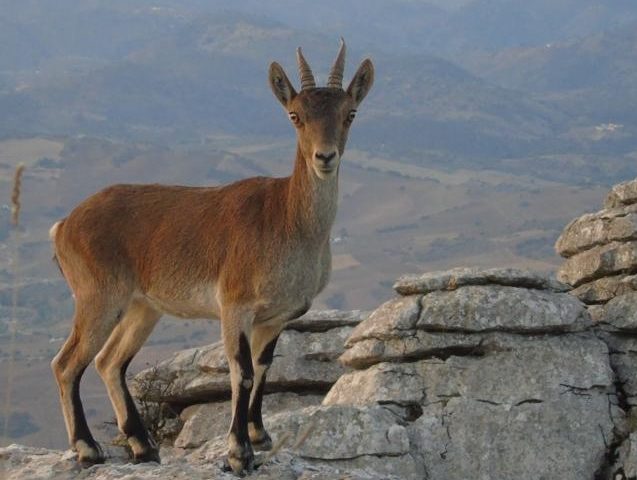 Bird watching in el torcal