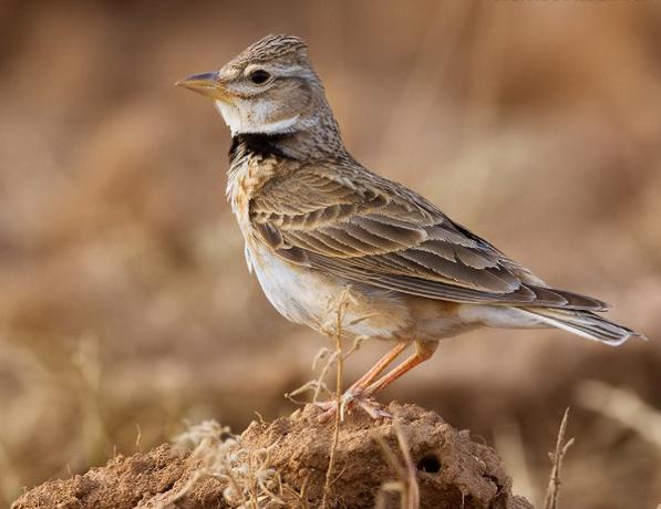 Calandra Lark