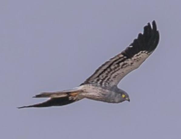 Montagu's Harrier