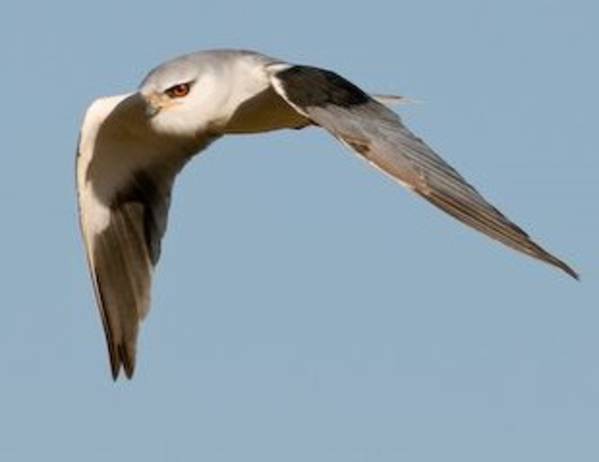 Black-winged Kite