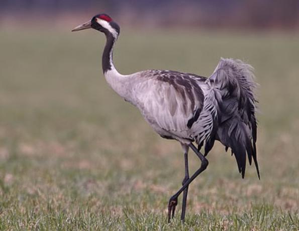 Common Crane