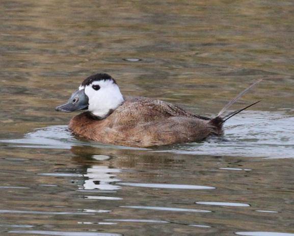 White-headed duck