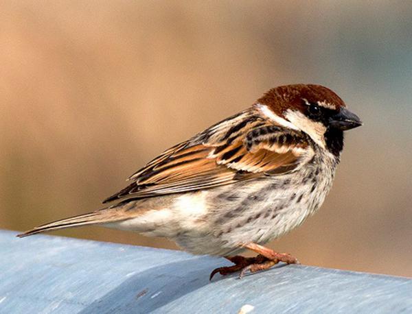 Spanish Sparrow