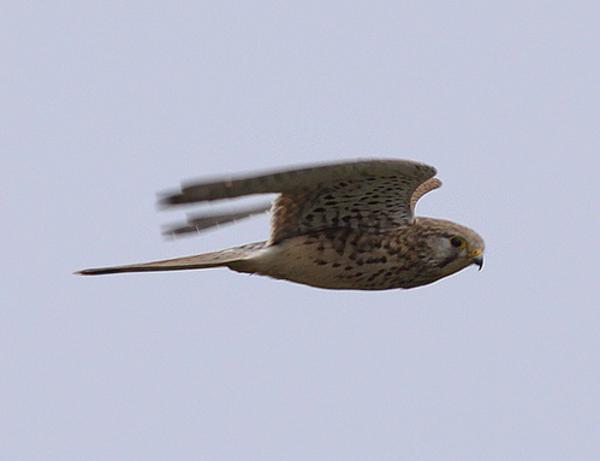 Lesser Kestrel