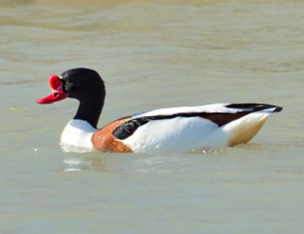 Shelduck