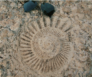 fossil trip southern spain