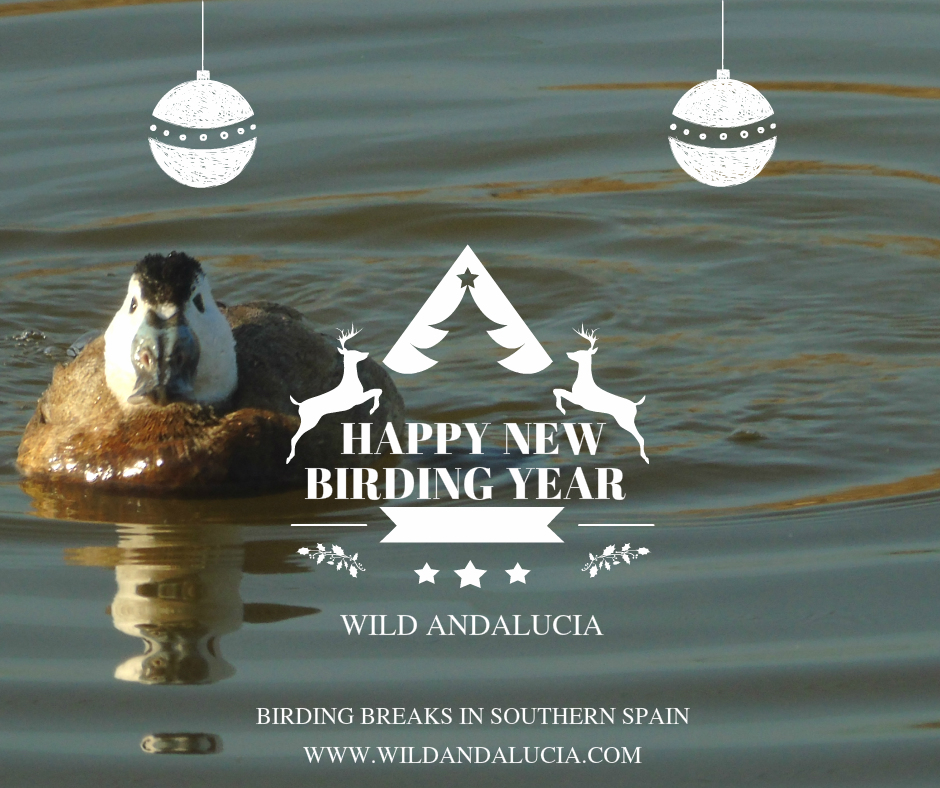 birding-breaks-in-spain