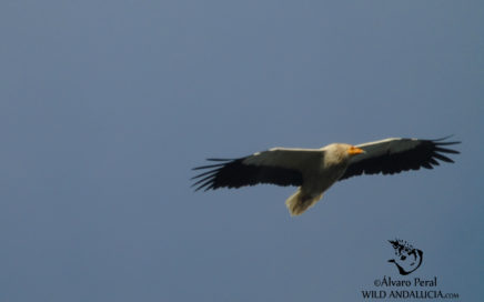 Egyptian Vulture Extremadura