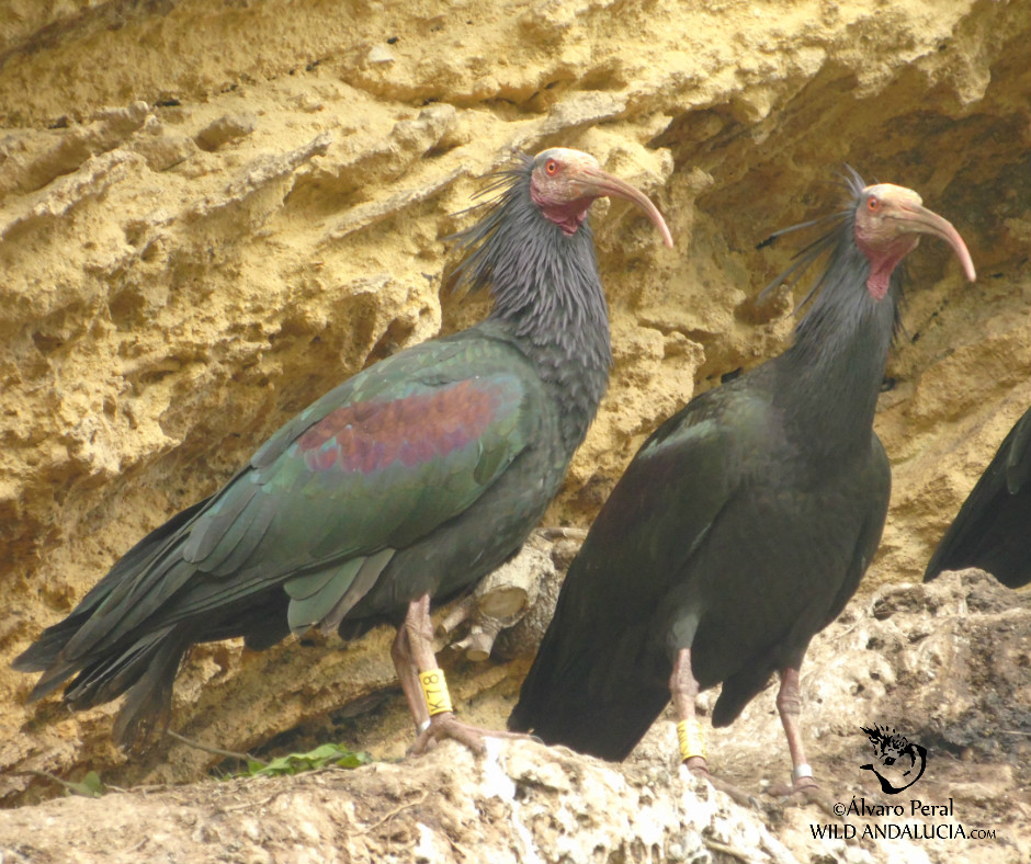 Northern Bald Ibis in Spain