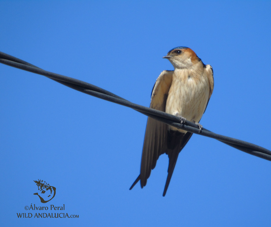 Red-rumped Swallow  while birding in the Cabo de Gata in Andalusia