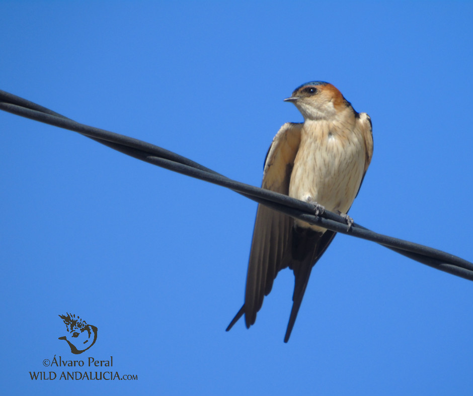 Red-rumped Swallow while birding in the Cabo de Gata in Andalusia