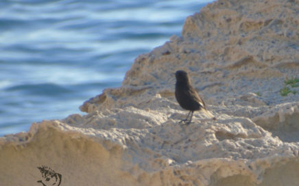 Black Wheatear while birding in the Cabo de Gata in Andalusia