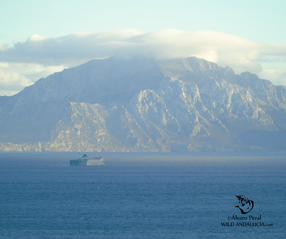 birdwatch strait of gibraltar