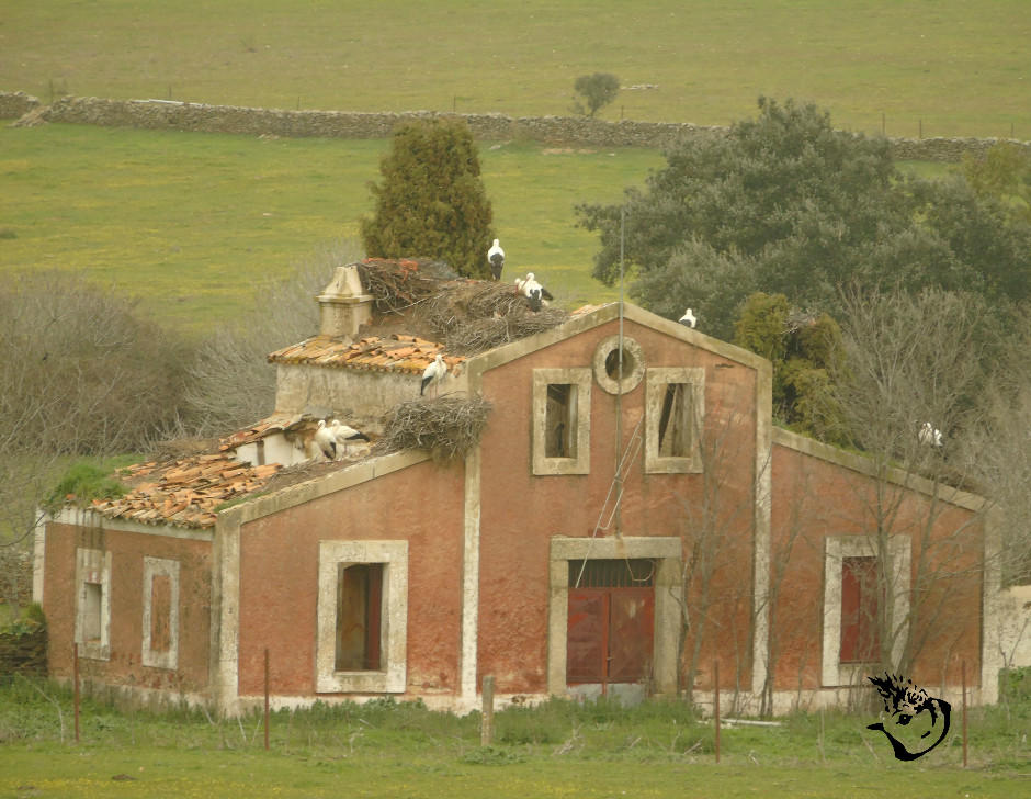 White Storks took the farmalands to nest