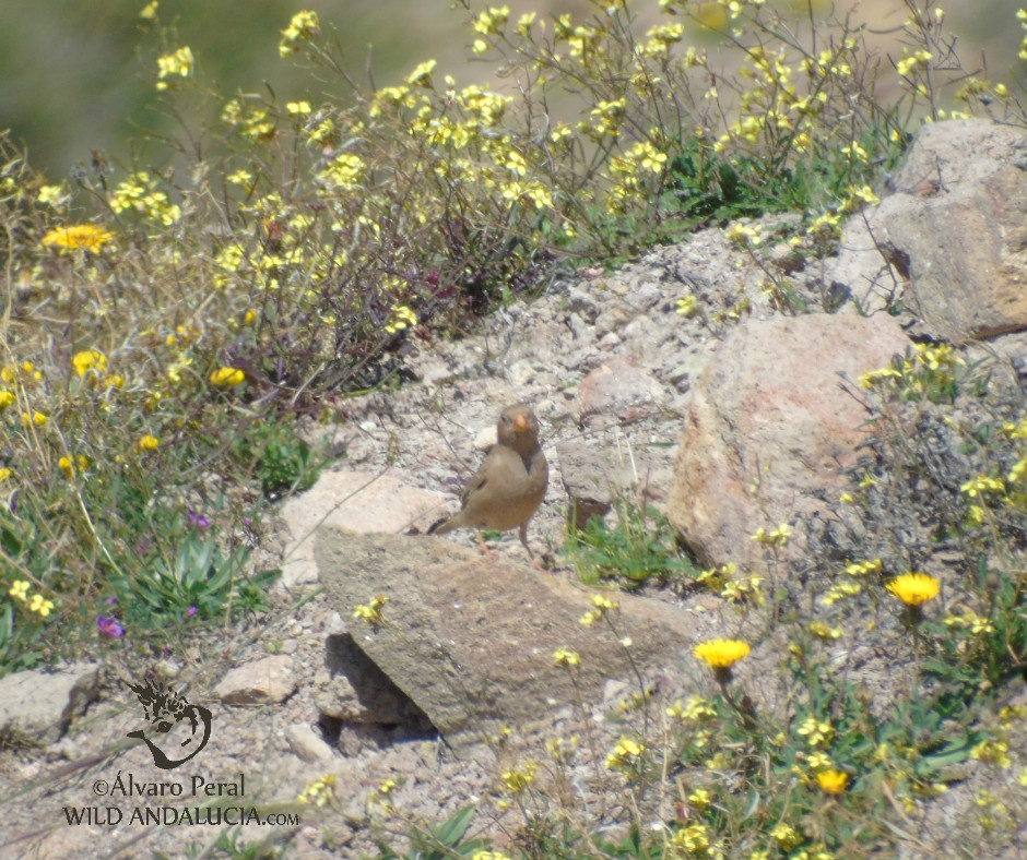 Trumpeter Finch - Wild Andalucia