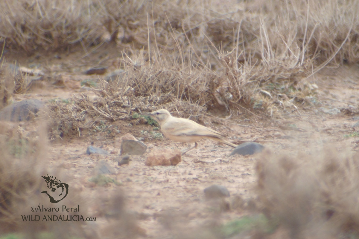 Alondra Ibis in Marruecos