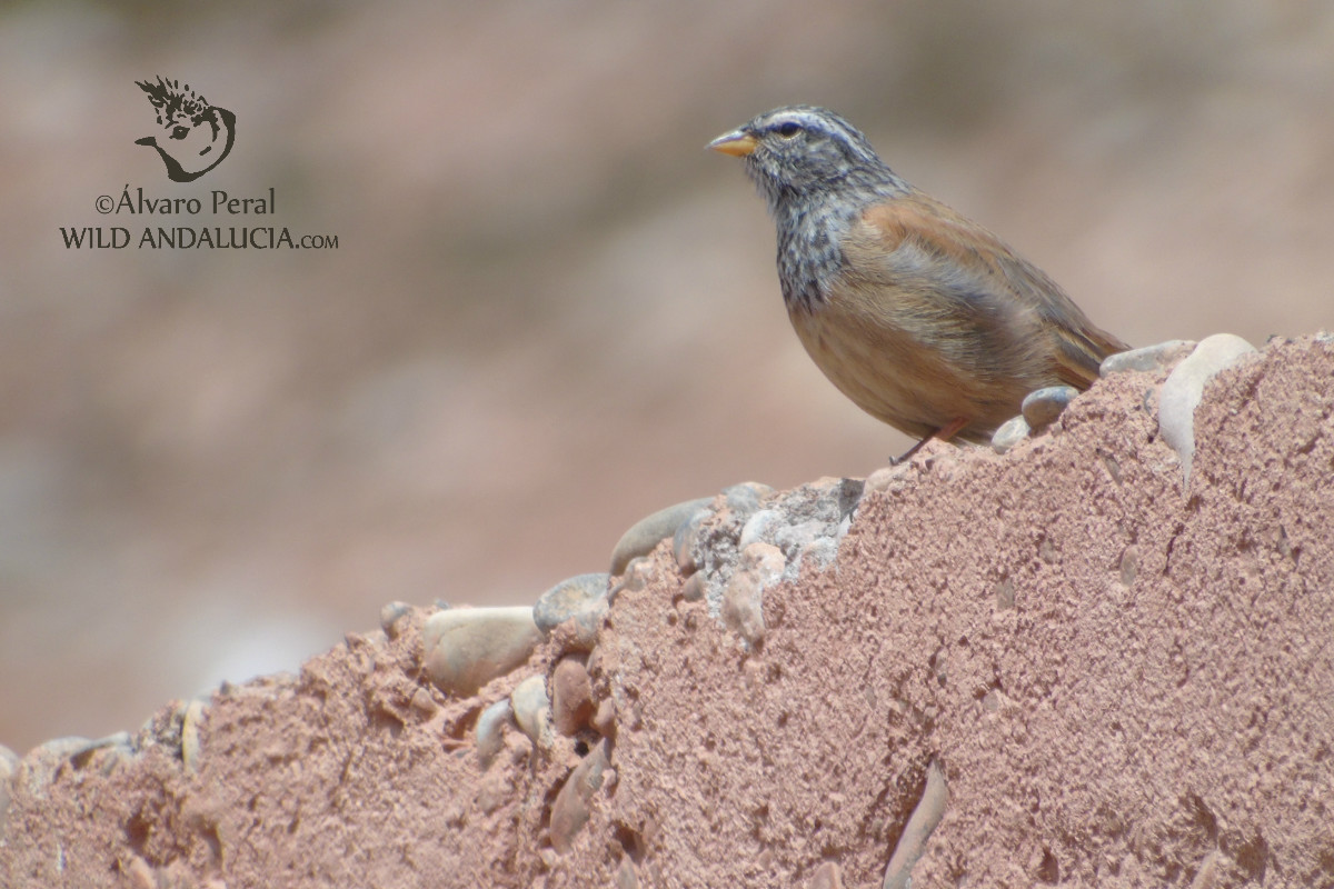 House Bunting - escribano sahariano