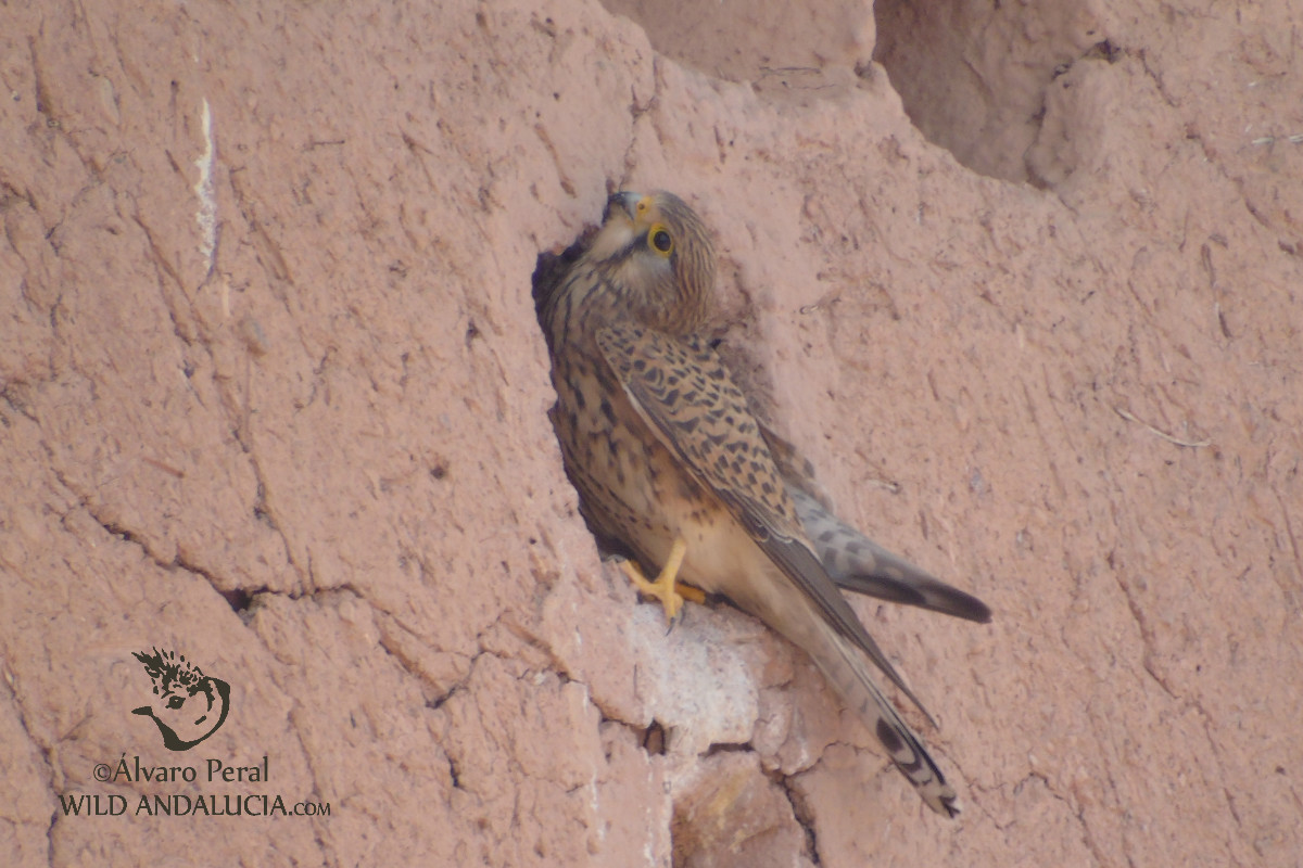 Cernícalo en la Kashba de Ouarzazate