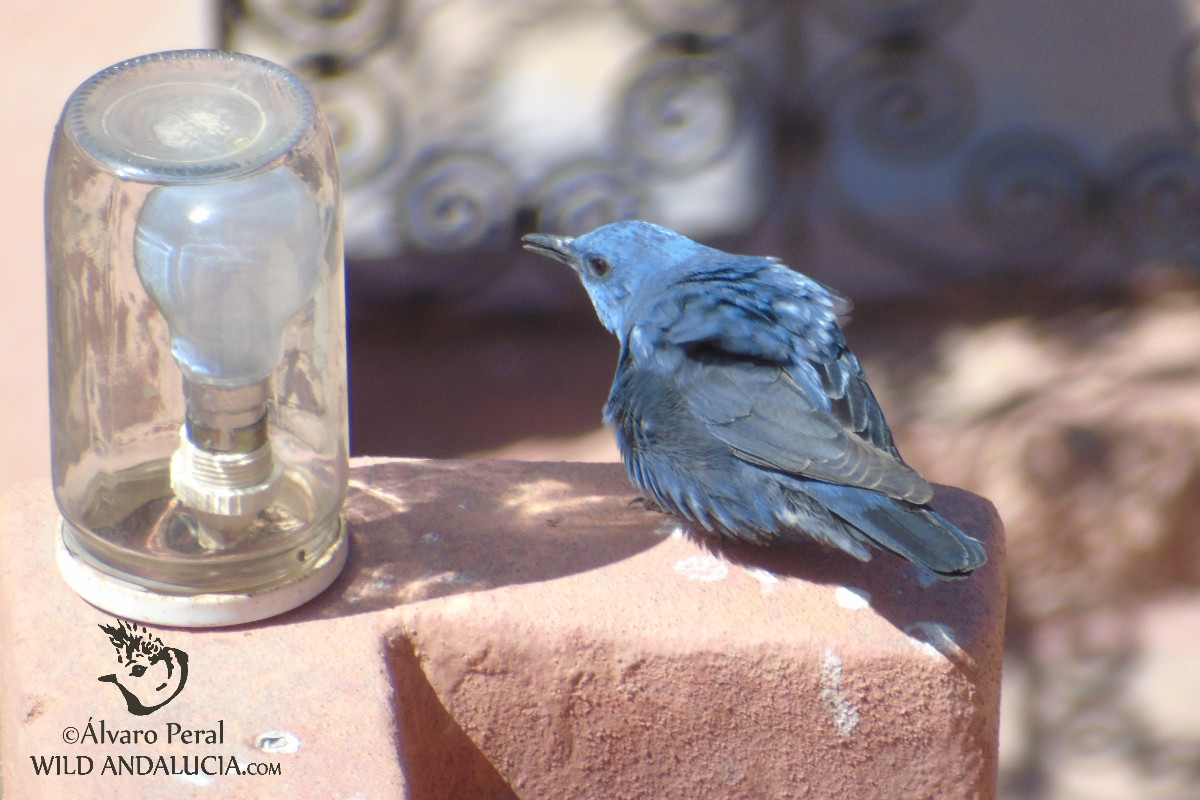 Blue Rock Thrush in Morocco