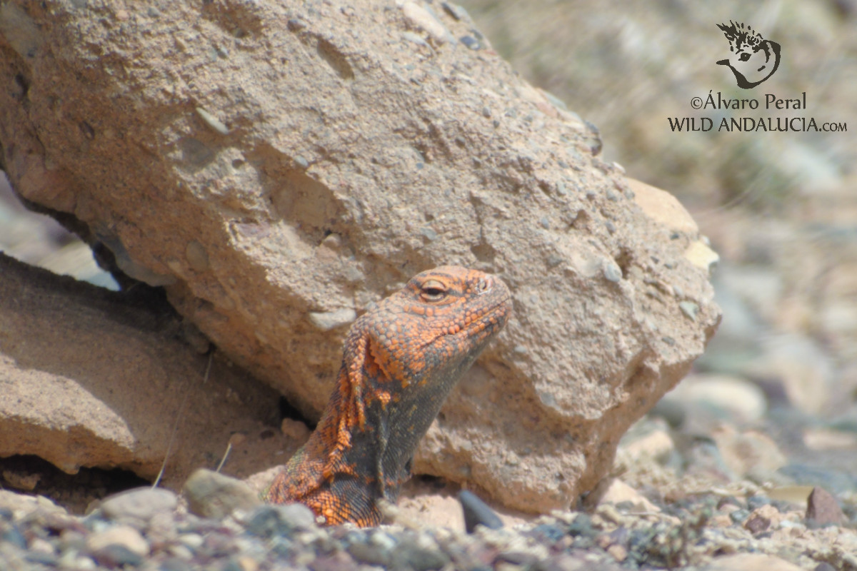 Uromastyx