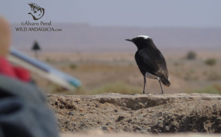 Morocco birding . White-crowned Wheatear