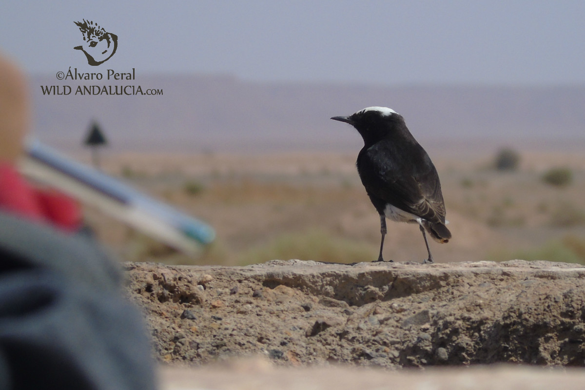 Morocco birding . White-crowned Wheatear