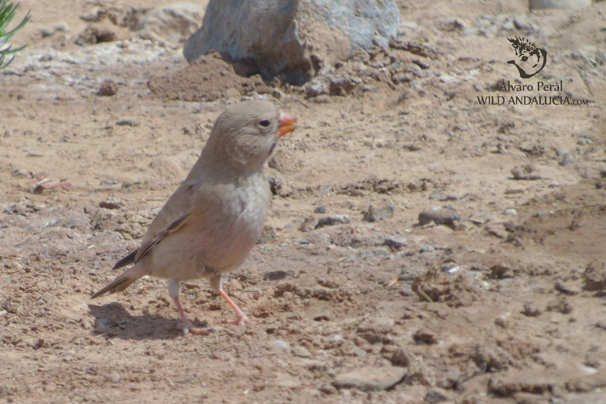 camachuelo trompetero en Marruecos