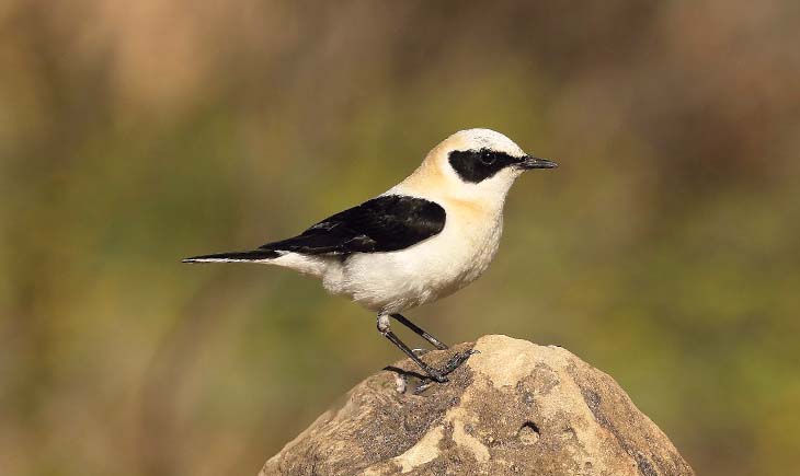 Black-eared Wheatear Spain