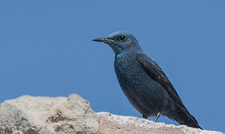 Blue rock Thrush Distribution