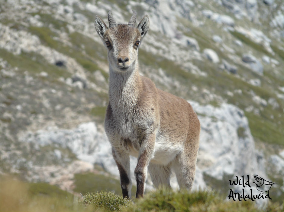 Iberian Ibex Sierra Mágina in Jaén