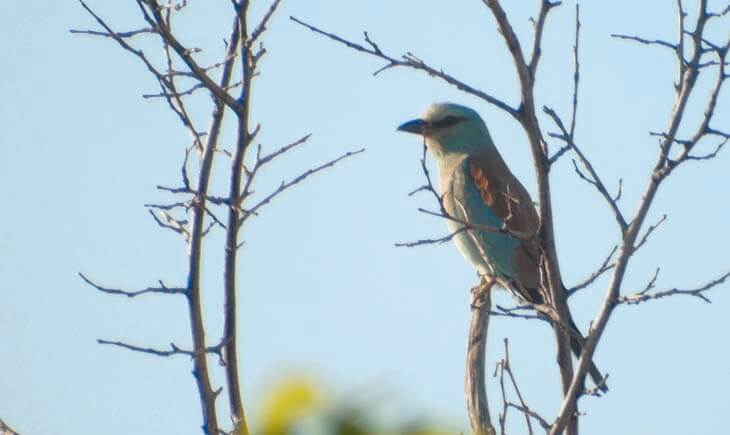 Roller Garrulus Spain