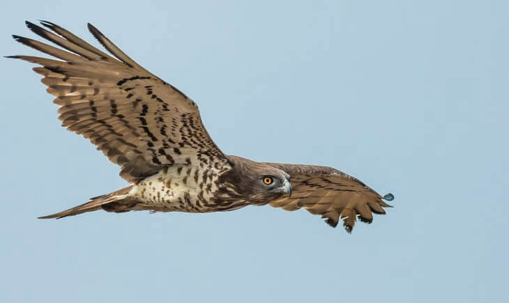 Short-toed Snake Eagle Andalucia