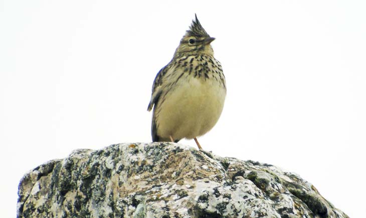 Thekla Lark Spain