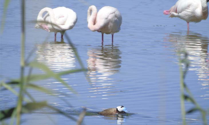 White-headed Duck and Flamingo