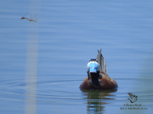 White-headed duck Osuna Sevilla